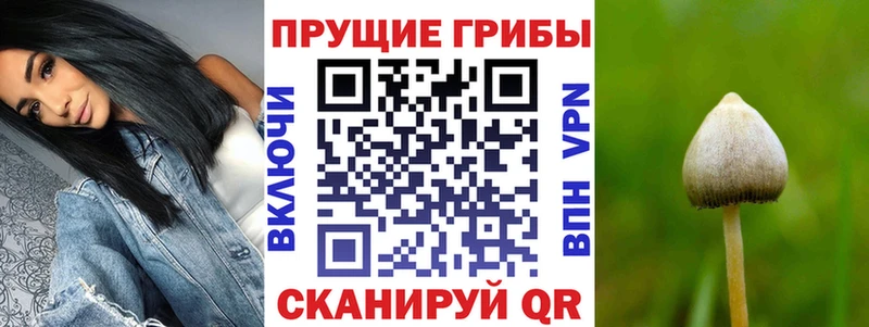 где купить наркоту  Бологое  Псилоцибиновые грибы прущие грибы 